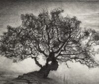 - Olea Oleaster olivetree 20 x 30 cm graphit